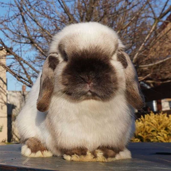 Iepurasi berbec pitic - Mini lop