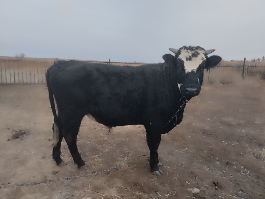 Продам быка     .
