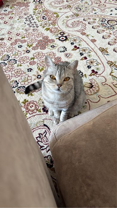 кошка Шотландка, бесплатно