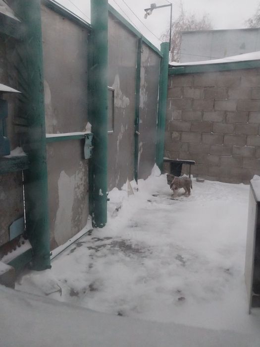 Поменяю щенка хаски на щенка-звонок ниже среднего роста, или  отдам .