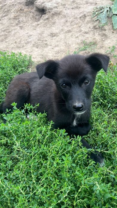 Catelusi pentru adoptie