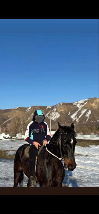 Продам коня