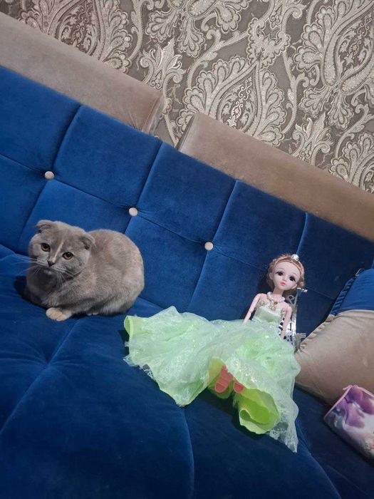 Skotish fold sotiladi qiz