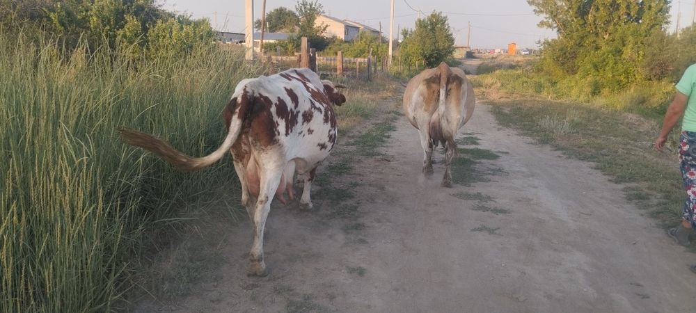 Продаются коровы