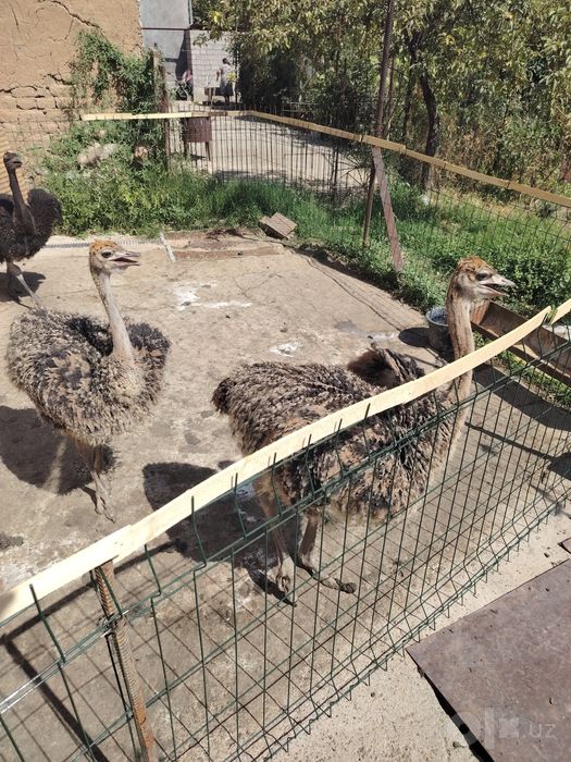 Прадаются страусы одна семя. Молодые больше 2х месяцев. Цена 350$ за к