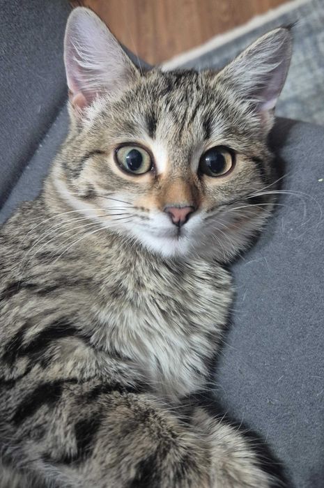 Маленькая умница в добрые руки