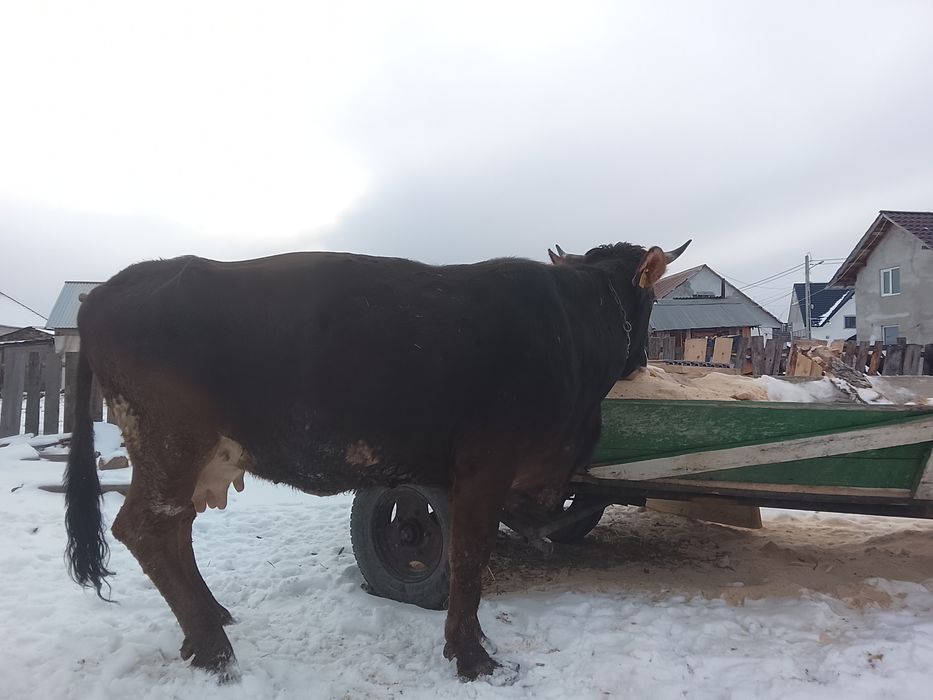 Vând vaca buna de lapte este fătată de 6 săptămâni