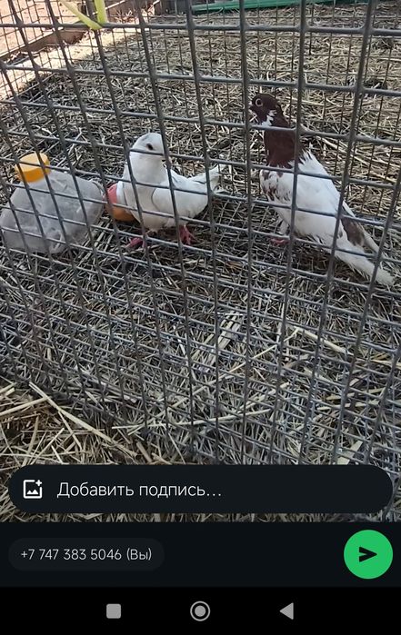 Продаются голуби пара