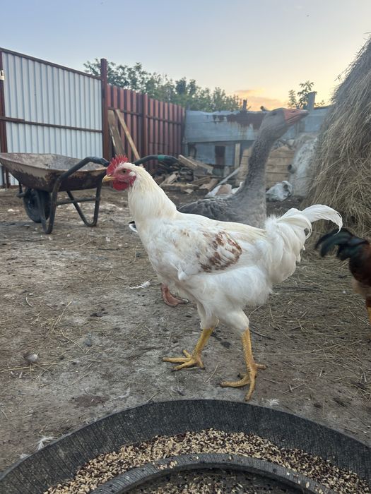 Продам петухов домашние