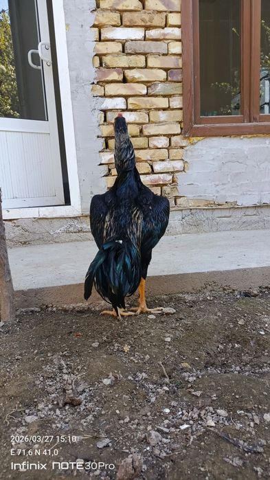 Тульяк кореец сатылады