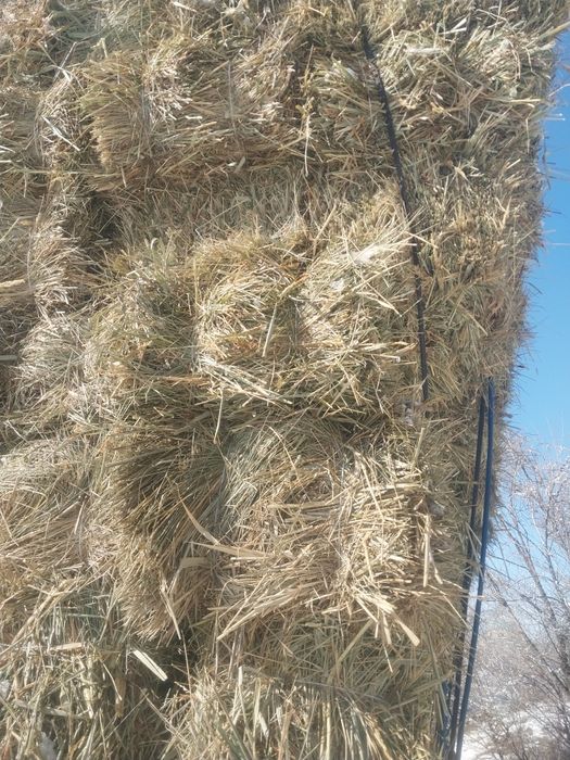 Шөп рознотровия мелки зелёный