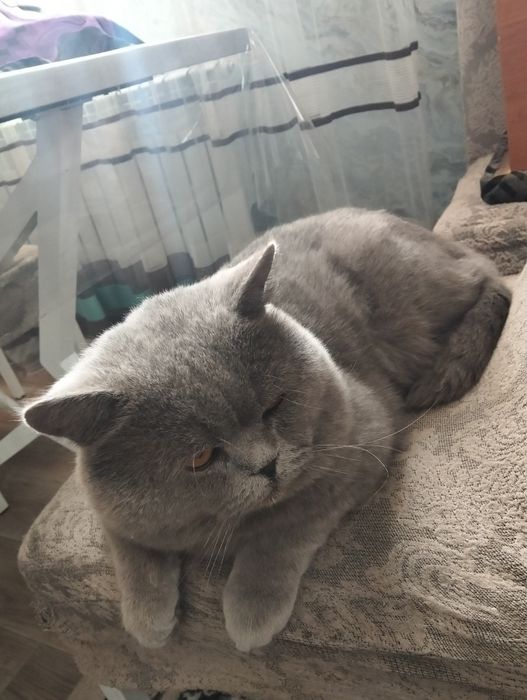 Британский  кот.