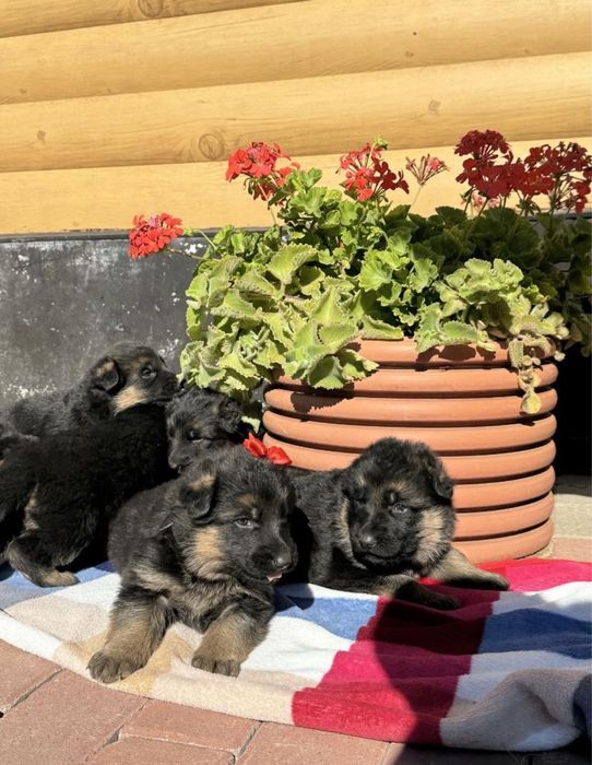 Немецкая овчарка щенка