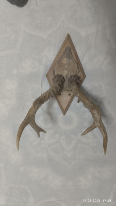 Кийик Шохи оригинал нархи 999999 сум