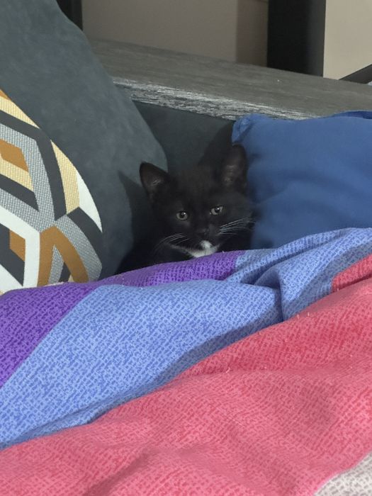 Котенок в добрые руки