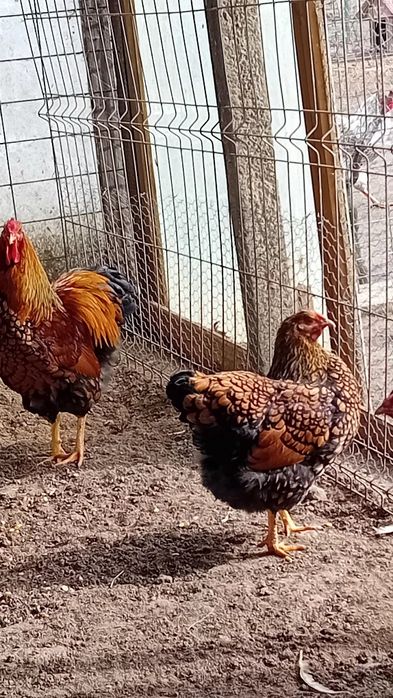 De vanzare oua incubat gaini wyandotte