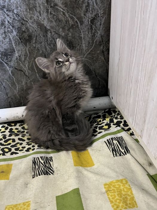 Maine Coon mascul disponibil  Pedigree WCF