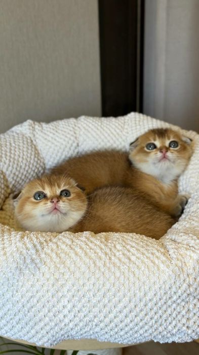 Zolotaya shinshilla fold  qiz 1 yarim oylik