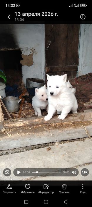 Щенки продаются лайки