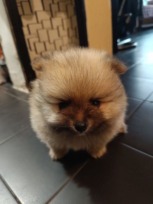 Померан/мини шпиц