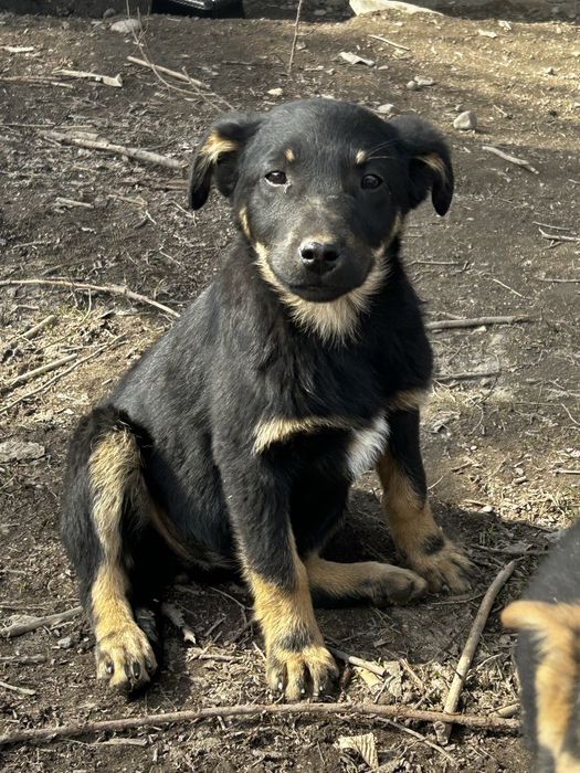 Щенки красивые мальчик и девочки