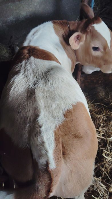 Vând vițel baltat și belga