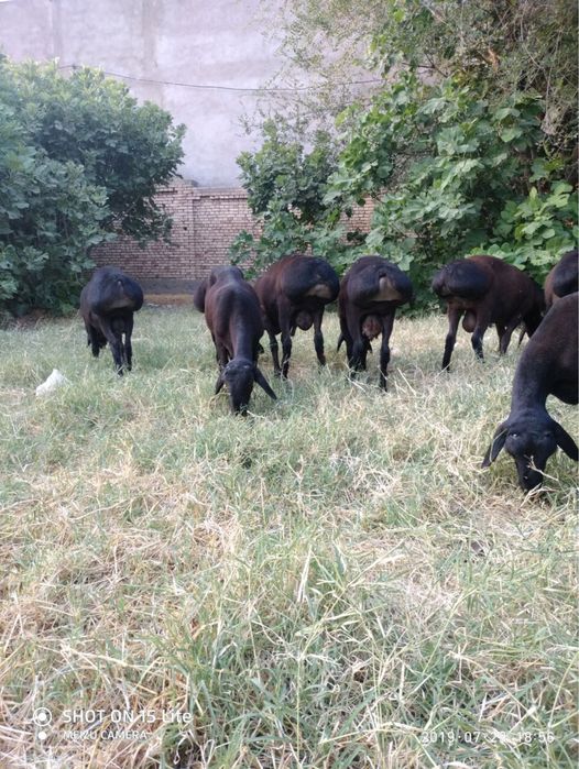 Boqishga qo’chqorla bor