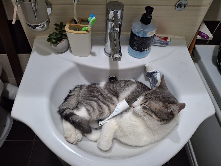 Bjorn și Soni își caută familie nouă - 2 motănei - Targoviște