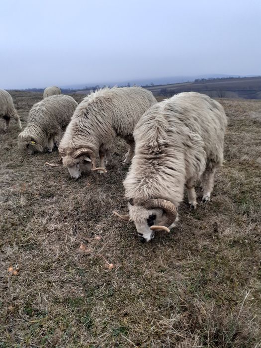 De vânzare 2 berbeci tineri și 6 miei berbecuți