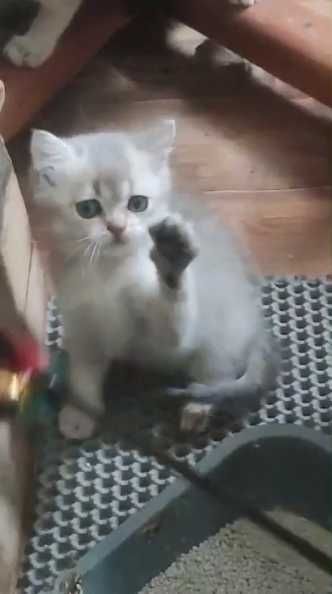 Мальчик-британец