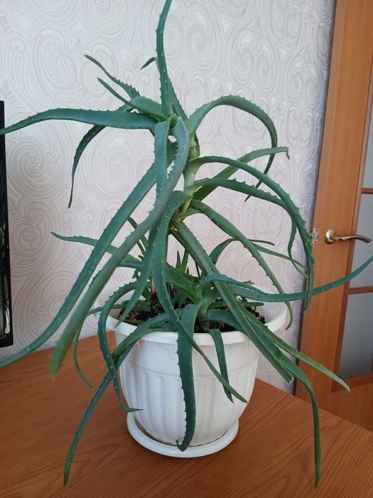 Древовидное лечебное алоэ