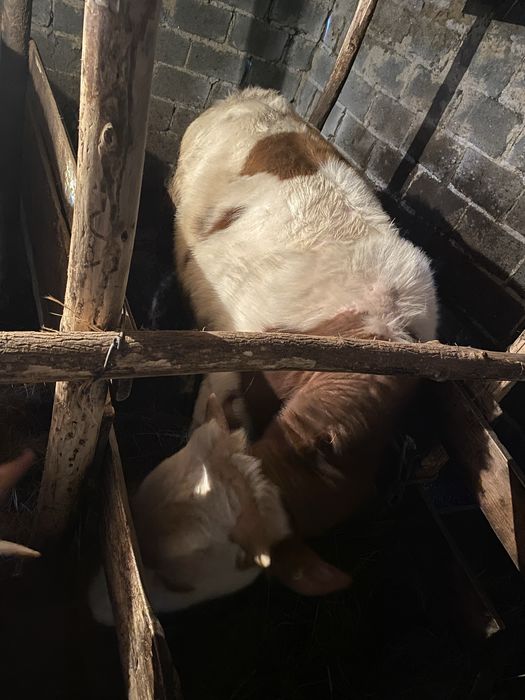 Продается бычок