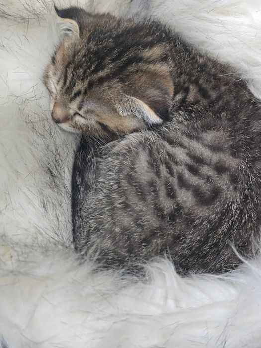 Отдам котенка бесплатно