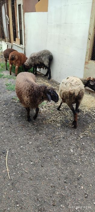 Продам баран в количестве 5 штук.