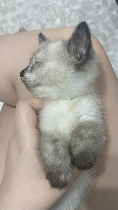 Сиамская кошечка