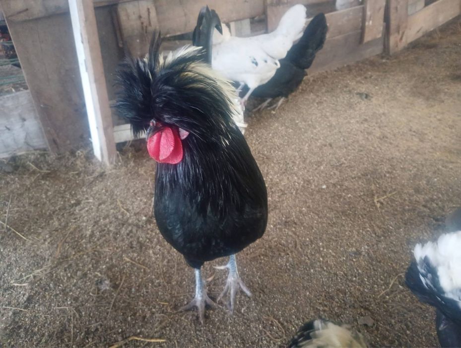 Oua pentru incubat moțata olandeza