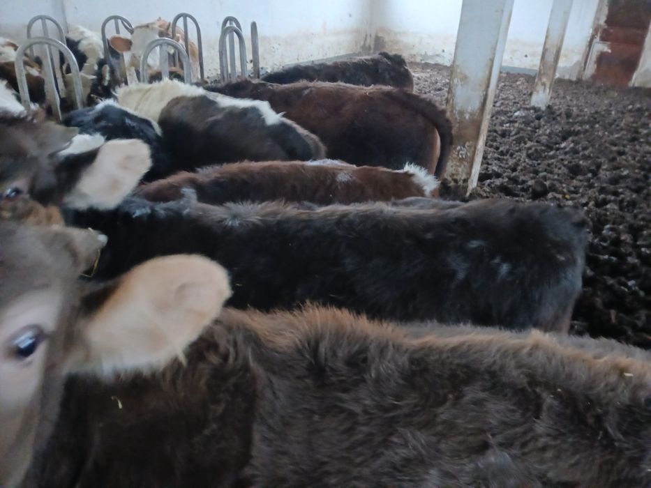 Vând mânzate la alegere