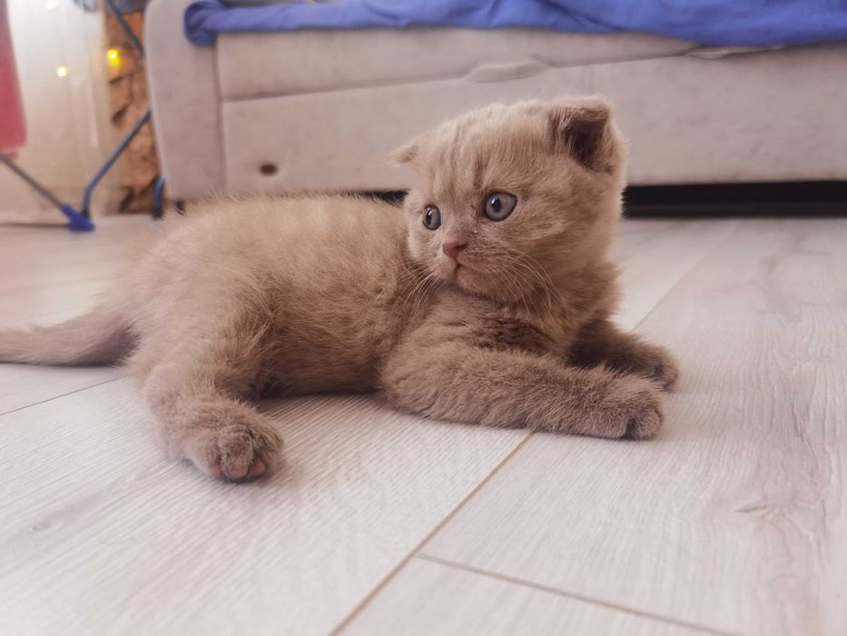 Вислоухий котёнок