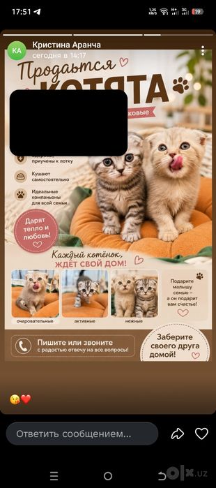 Продаются котята