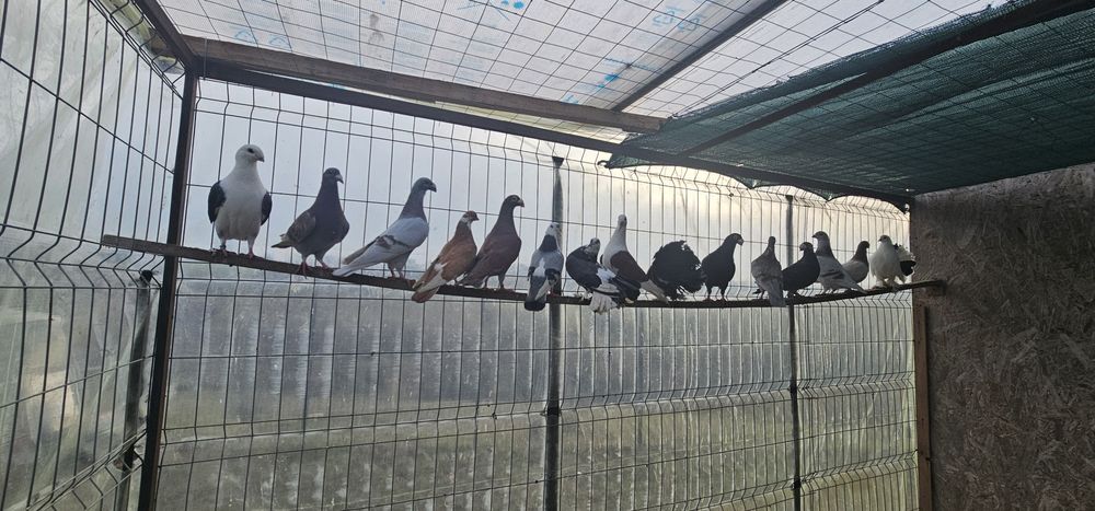 Porumbei standard si voiajori