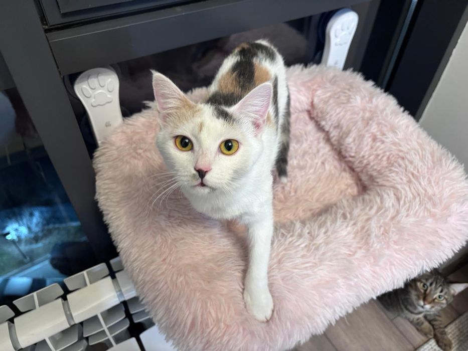 Кошка Стрелка ищет дом