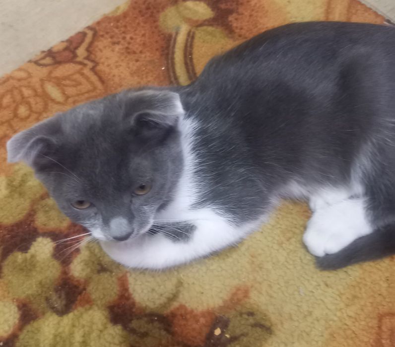 Котята 1,5 месяца