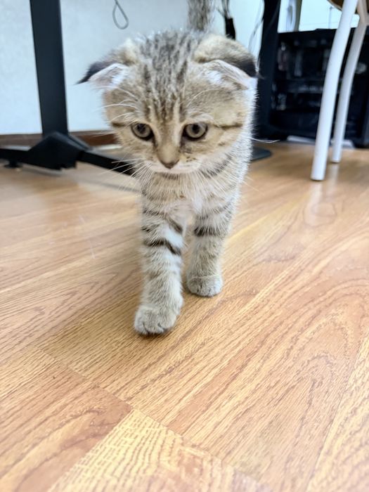 Кошечка шотландская вислоухая
