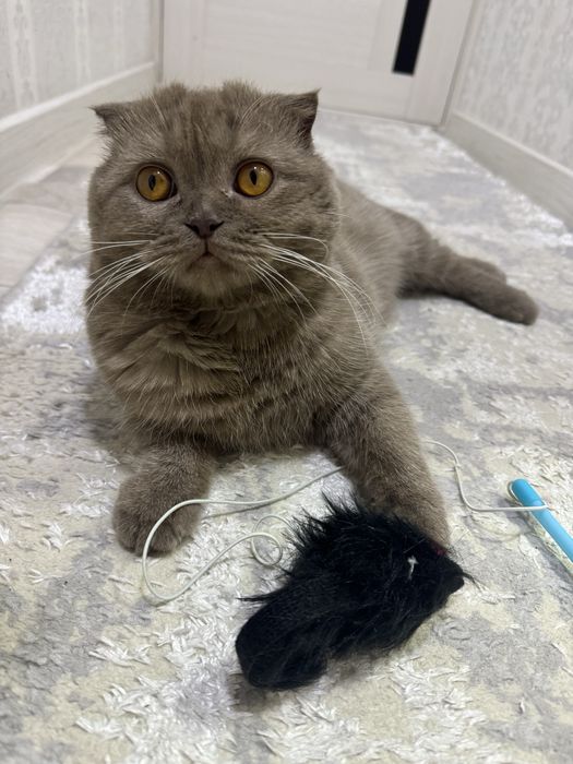 Продам кота.Самый лобрый