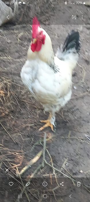 Cocosi de vanzare 3 bucati