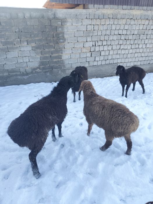 Койлар мен кошкарлар