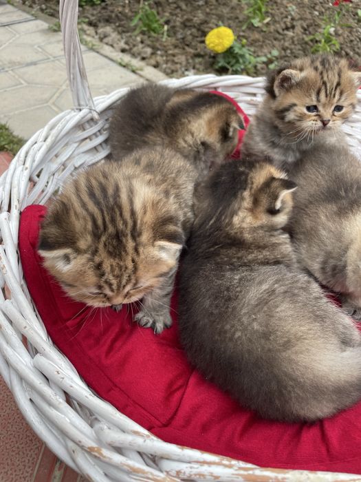 Premium sifatli mushuklar, Scottish fold va Britan