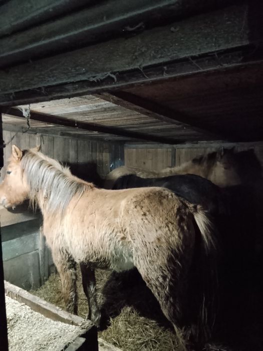 Продам Байталдар