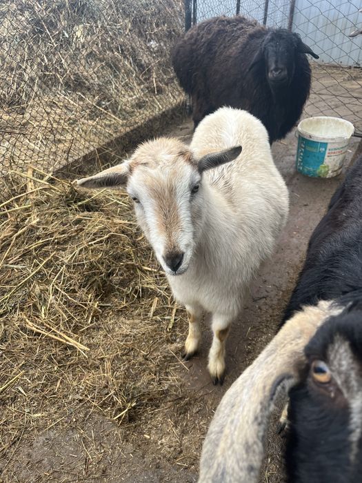 Ешкілер шыбыщ сатылады.