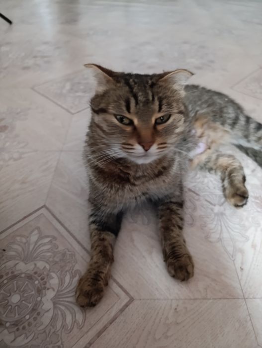 Срочно! Отдам  бесплатно